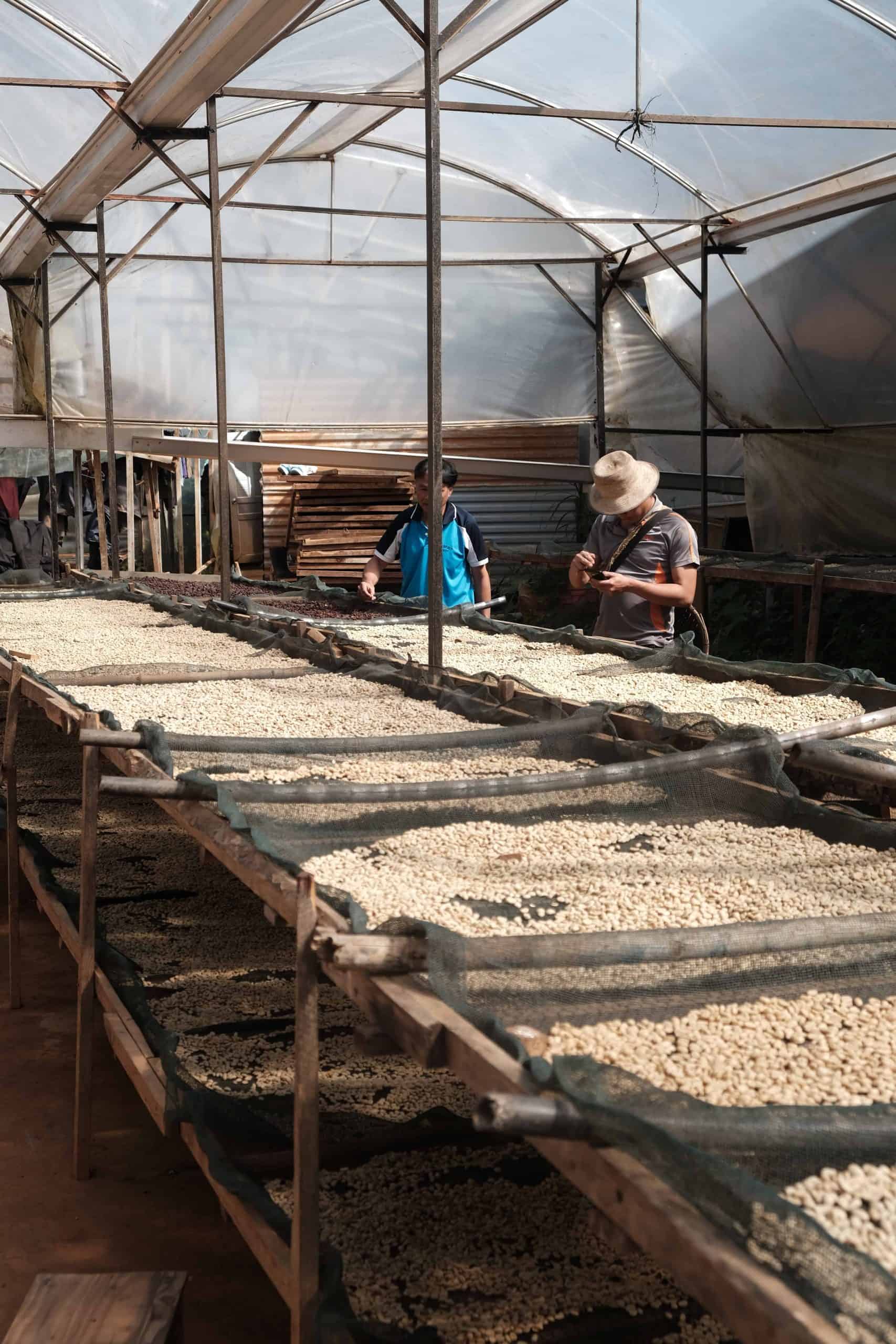 Die 9 Besten Vietnamesischen Kaffeemarken 2025 drying the coffee beans