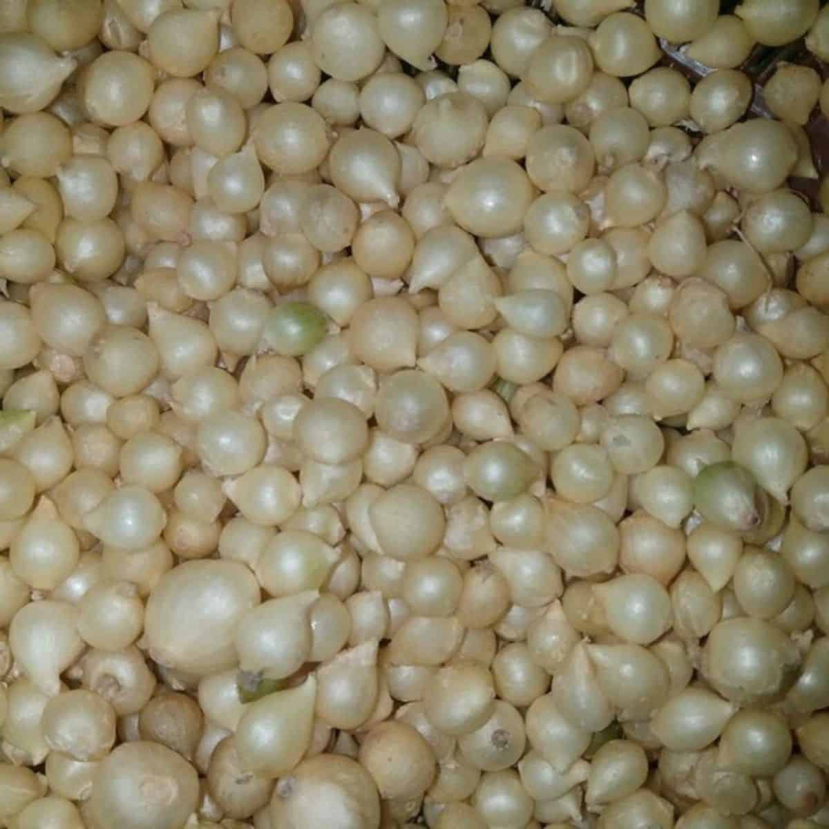 30 Asiatische Kräuter für mehr Geschmack in deiner Küche Củ Nén / Hành Tăm (Pearl Onions)