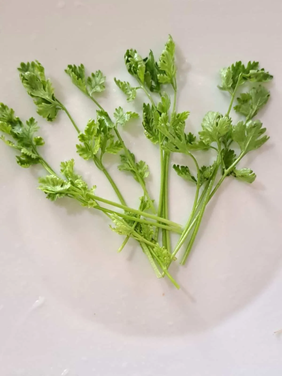 Ping Gai/Kai Yang (Lao/Thai Grilled Chicken) Ngò Rí (Cilantro / Coriander)