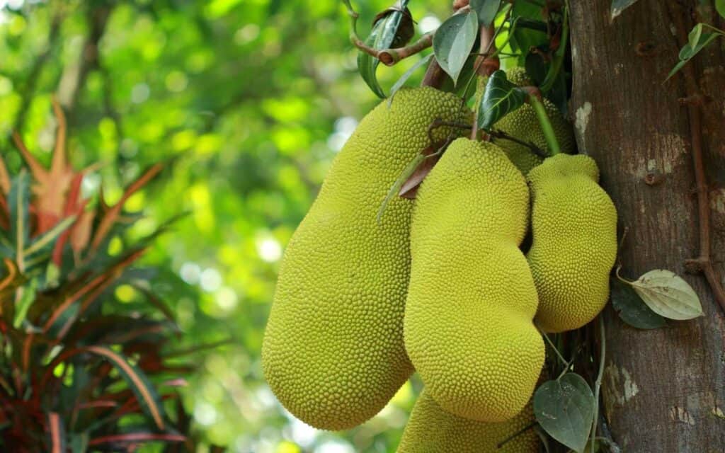20 Exotic Vietnamese Fruits You Simply Must Taste! Jackfruit Mit 1