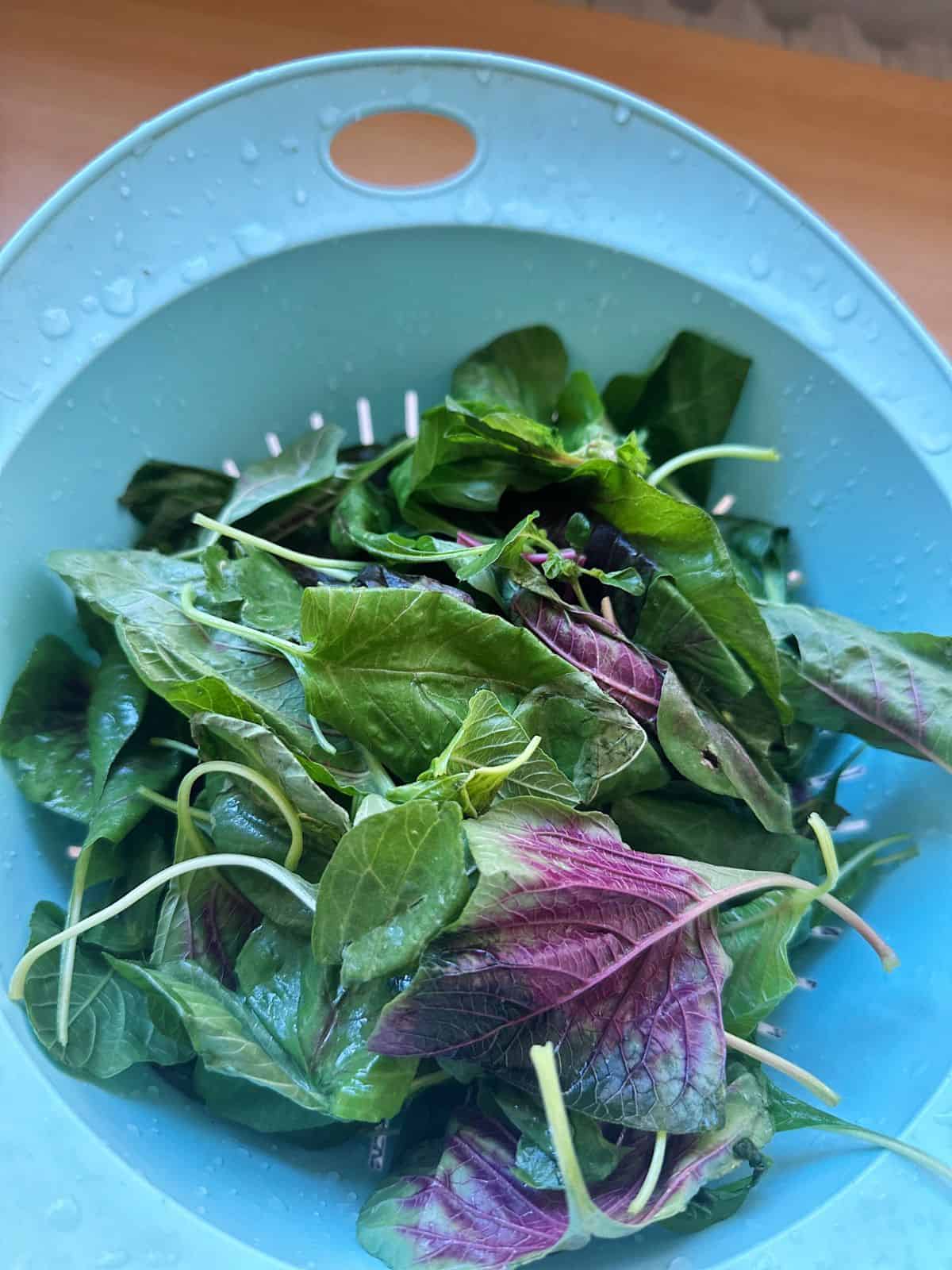 Freshly washed amaranth leaves draining.