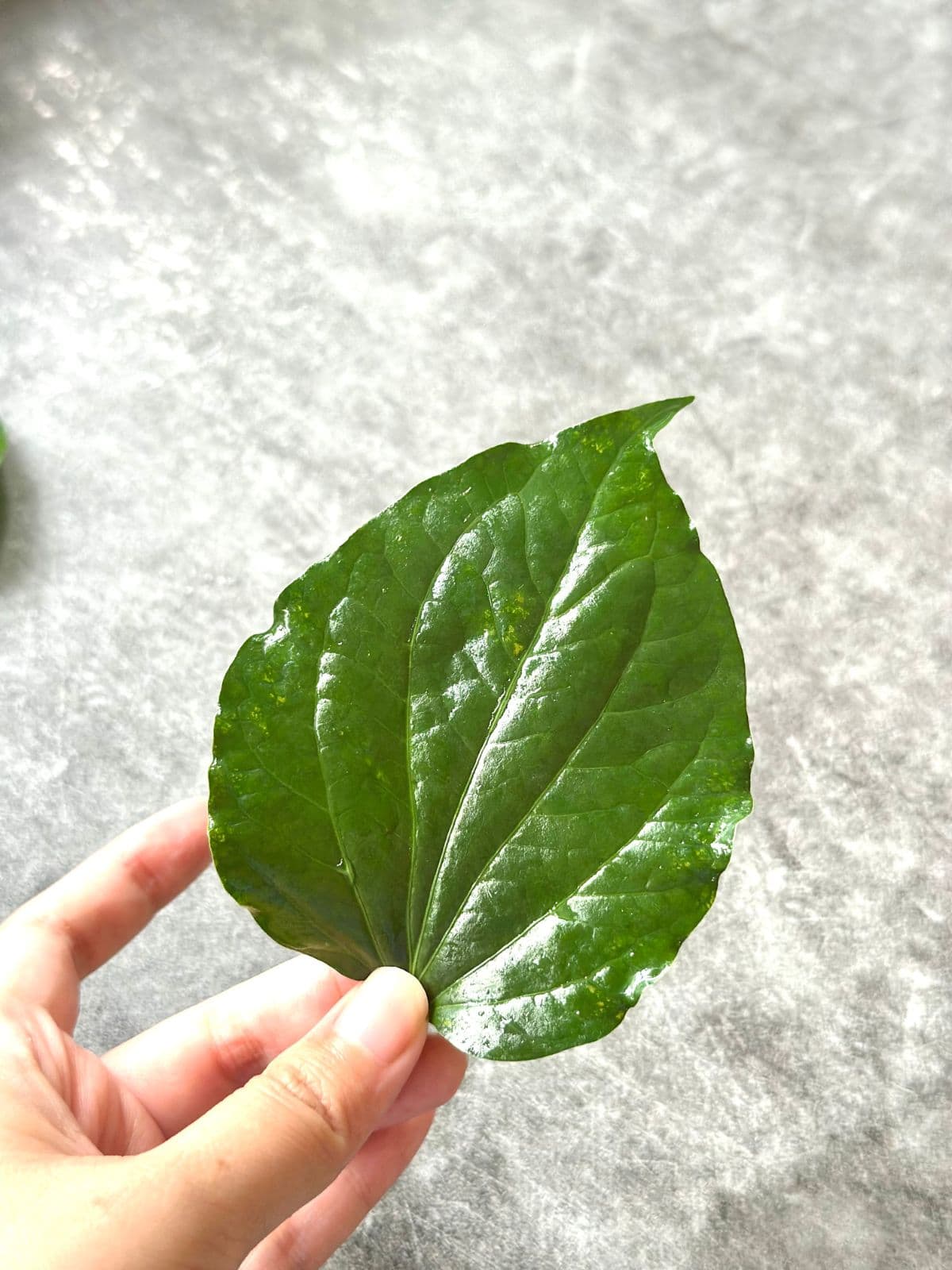 A single wild betel leaf showing its heart shape and glossy surface.