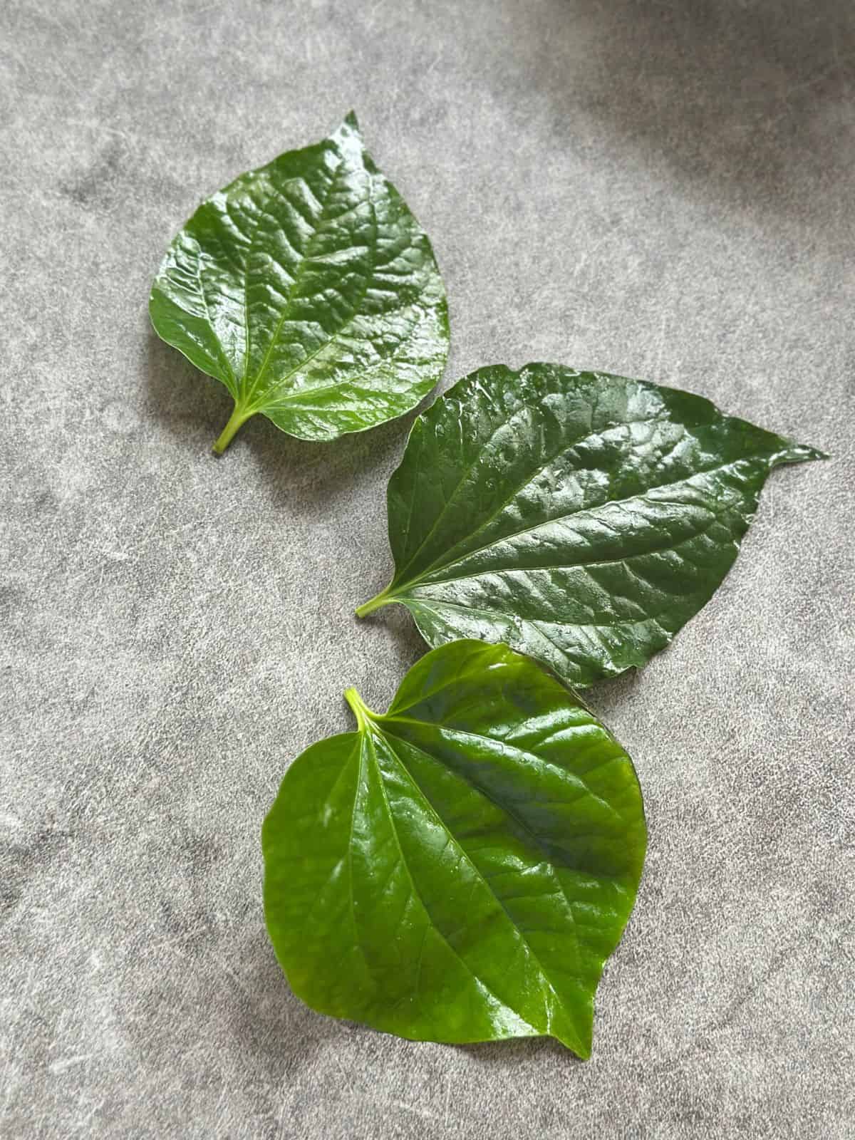 Three fresh wild betel leaves (lá lốt) laid flat, showing their heart-shaped form and glossy dark green surface.